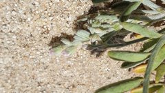 Astragalus sabulonum