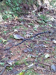 Chironius grandisquamis