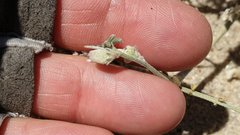 Astragalus sabulonum