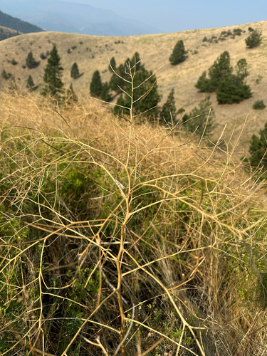 Sisymbrium altissimum, photograph 3