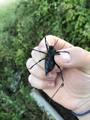 Blaps lusitanica