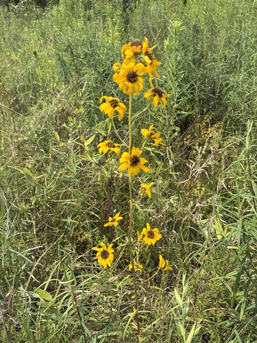 narrowleaf sunflower