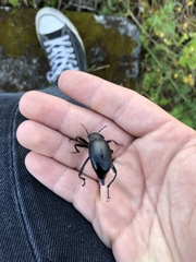 Blaps lusitanica