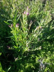 Epilobium ciliatum watsonii
