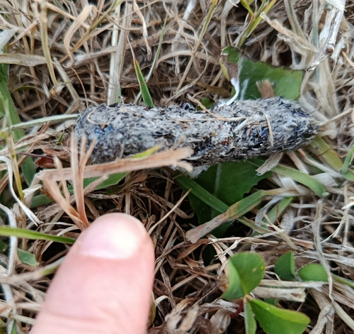 Plume de Chevêche d'Athéna