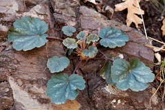 Heuchera glomerulata