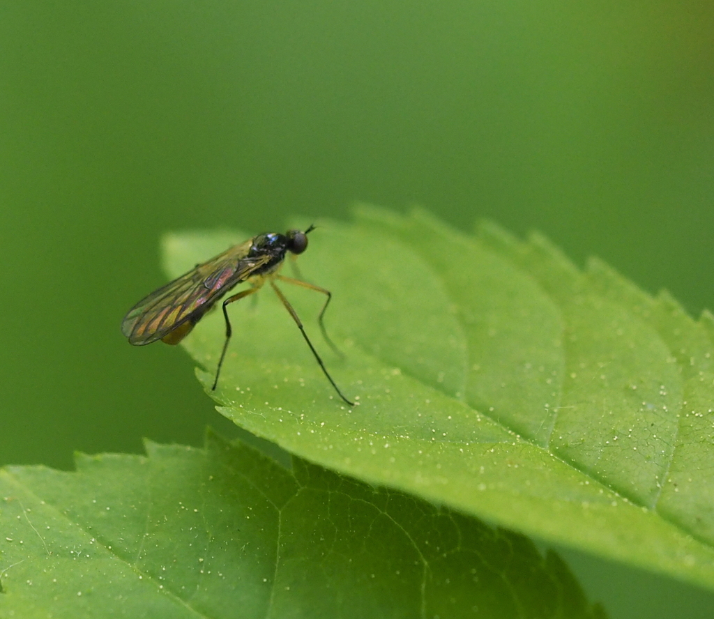 Brachystoma vesiculosum