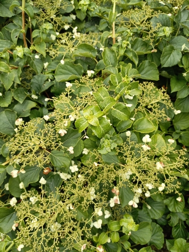 Hydrangea petiolaris observed 2026-07-30