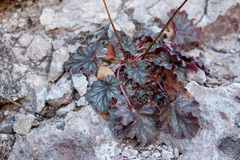 Heuchera soltisii