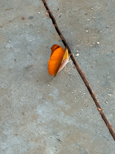 Orange Banner