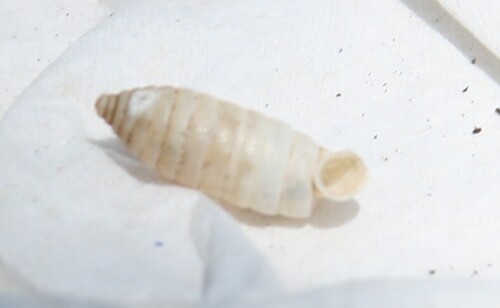 Metastoma roemeri