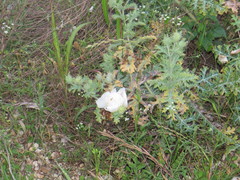 Argemone albiflora