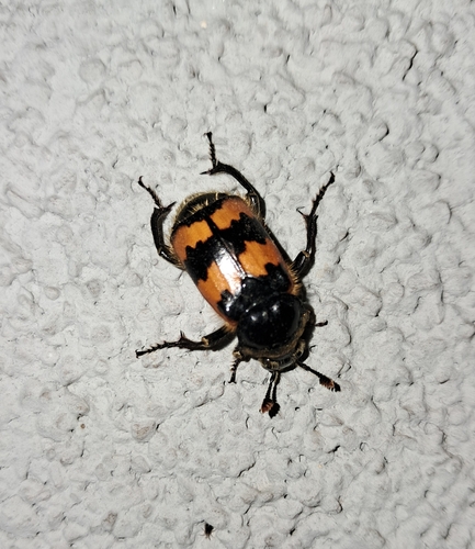 Vespillo Burying Beetle