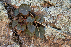 Heuchera soltisii