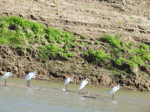 Great Egret