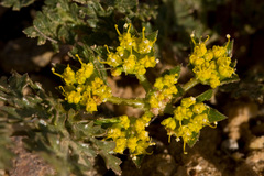 Cymopterus glomeratus