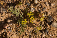 Cymopterus glomeratus