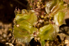 Cymopterus glomeratus
