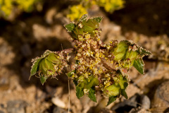 Cymopterus glomeratus