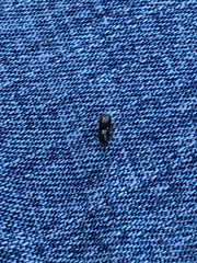 Scolytus