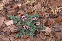 Vesper bulbosus