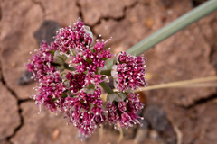 Vesper bulbosus
