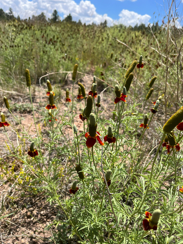 upright prairie coneflower