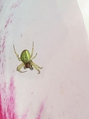 Araniella cucurbitina