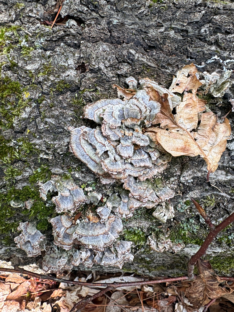 turkey-tail · July 2026 · photo: Photo: (c) allball003, some rights reserved (CC BY) · iNaturalist