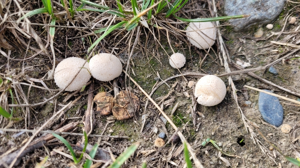 Meadow Puffball · July 2026 · photo: Photo: (c) Kevin Krebs, some rights reserved (CC BY) · iNaturalist