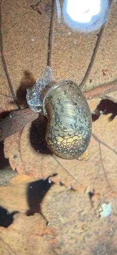 American Ribbed Fluke Snail, United States, photo 7 of 10