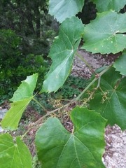 Vitis berlandieri