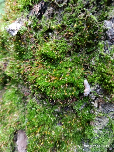 Jochenia pallescens observed 2026-07-30