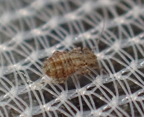 Cerobasis guestfalica, Westwijk, Amstelveen, Nederland, photo 7 of 10