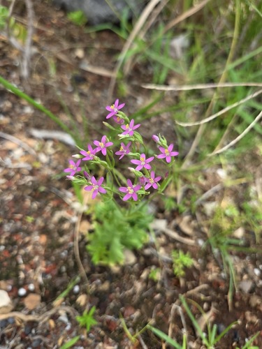 Centaurium erythraea observed 2026-07-29