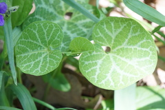 Aristolochia fimbriata