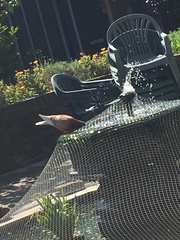 Columba livia domestica