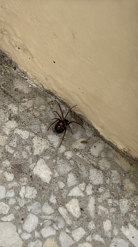 False Black Widow