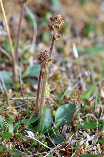 Micranthes hieraciifolia, photograph 3