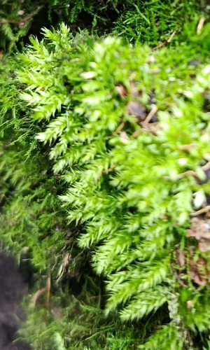 Brachytheciastrum velutinum observed 2026-07-30