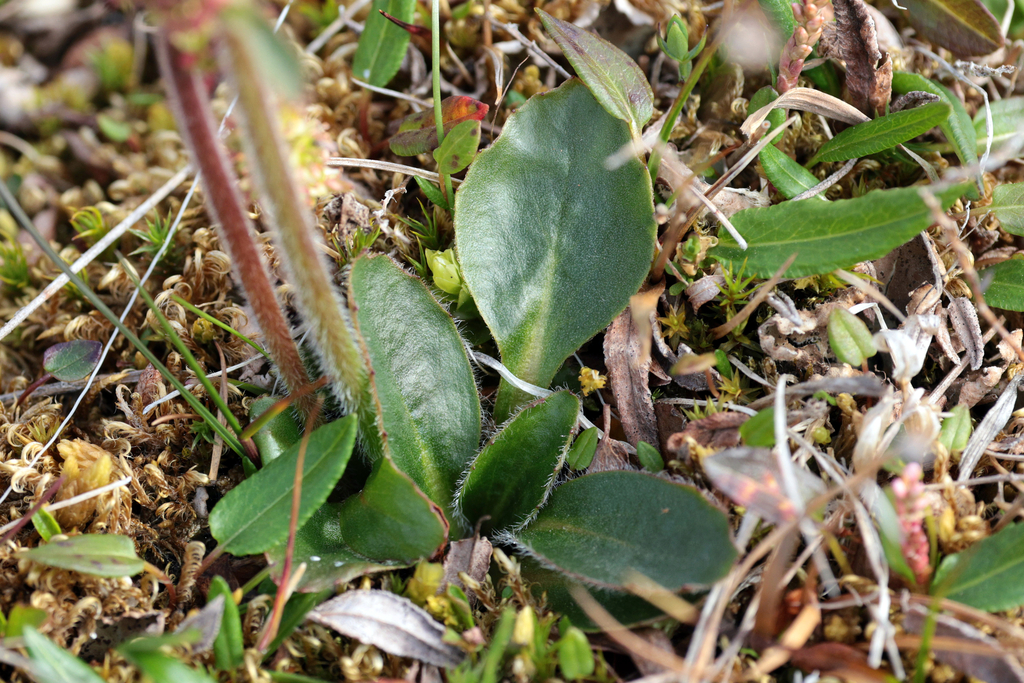 Micranthes hieraciifolia; photograph (c) Wolfgang Ahlmer, some rights reserved (CC BY)