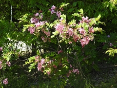 Robinia hispida