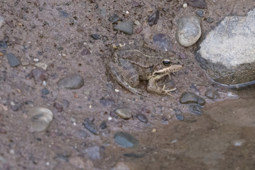 Sahara Frog