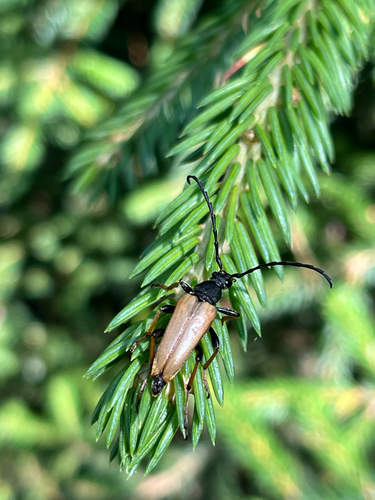 Red Pine Longhorn Beetle