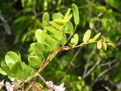 Robinia hispida