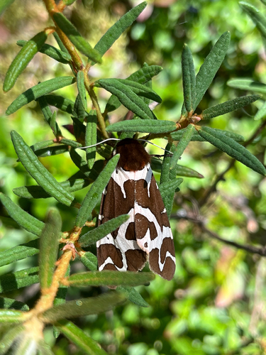 Garden Tiger