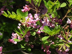 Robinia hispida