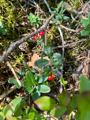 Lingonberry