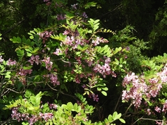 Robinia hispida