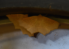 Tetracis cervinaria